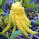 Buddhas Hand Semidwarf Citron In Half Gallon Pot Florida Shipping Only