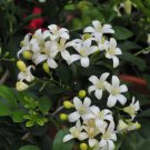 Lake View Jamine In 4 Inch Pot Murraya Paniculata Orange Jasmine No Ship To Ca And Hi