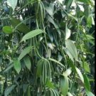 Vanilla Planifolia Vanilla Bean Orchid Cuttings Only