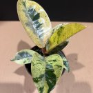 Ficus Shivereana Variegated In 4 Inch Rare
