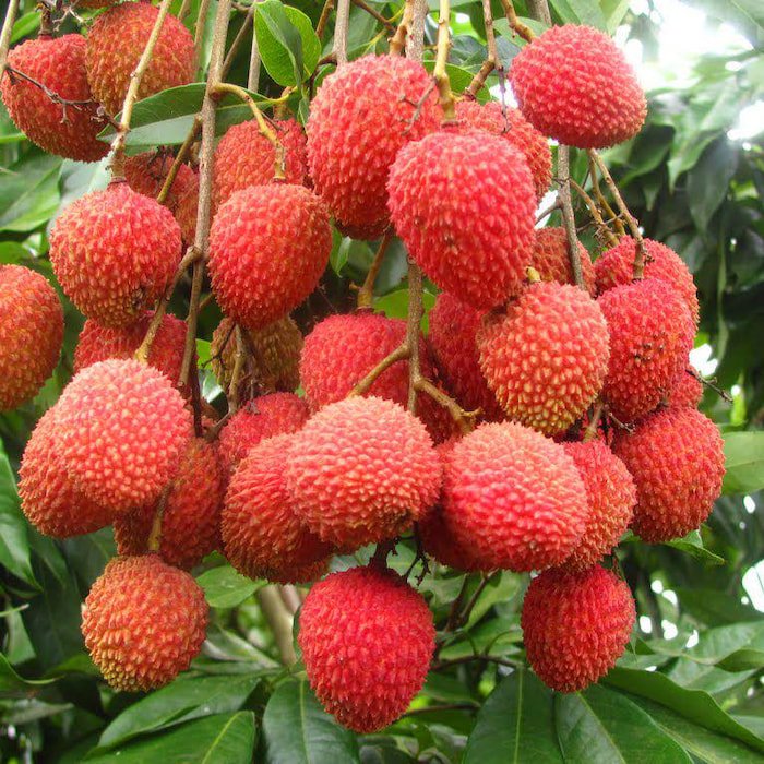 Brewster Lychee In 4 Inch Pot