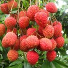 Brewster Lychee In 4 Inch Pot