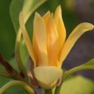 Yellow Flower Magnolia Champaca Michelia Champaca In 6 Inch Or 4 Inch Pot Joy Perfume Tree Cempaka