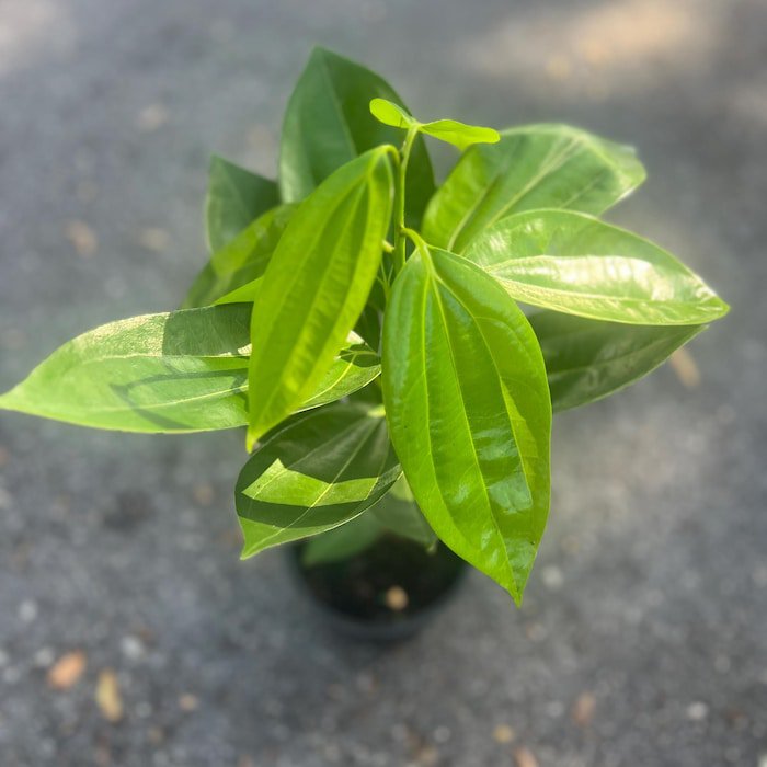 Large Cinnamon Tree In 6 Inch Pot Cinnamomum Zeylanicum Ceylon Cinnamon