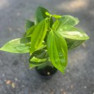 Large Cinnamon Tree In 6 Inch Pot Cinnamomum Zeylanicum Ceylon Cinnamon