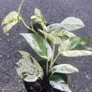 Epipremnum Pinnatum Marble Variegated In 4 Inch Pot Marble King Pothos
