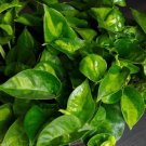 Epipremnum Aureum Global Green In 6 Inch Pot