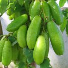Bilimbi Averrhoa Belimbing Wuluh In 3 Gallon Pot Cucumber Tree Tree Sorrel