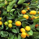 Meiwa Kumquat Tree Grafted In Half Gallon Pot Florida Shipping Only