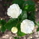 Jasmine Grand Duke In 6 Inch Pot Pot Fragrance Flowers And Brilliant Green Leaves