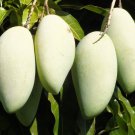 Nam Doc Mai Thai Mango Tree Grafted In 3 Gallons Pot No Ship To Hi