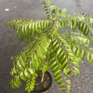 Curry Leaf Plant Murraya Koenigii In 10 Inch Pot No Ship To Ca Tx Az Al Or Hi