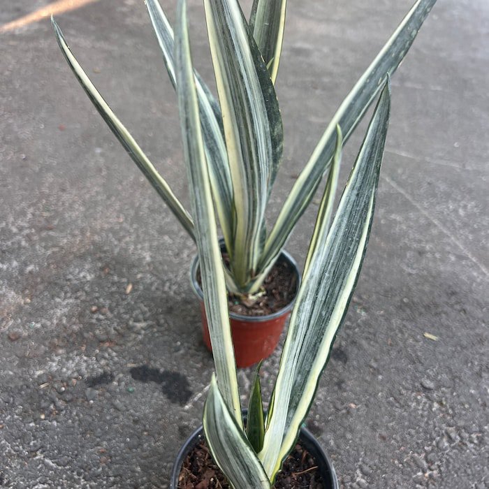 Sansevieria Bantels Sensation 4 Inch Pot
