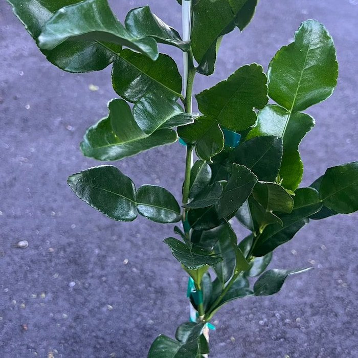 Kaffir Lime Tree Citrus Hystrix Makrut In 1/2 Gal Pot Kieffer Lime Jeruk Purut Florida Shipping Only
