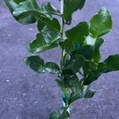 Kaffir Lime Tree Citrus Hystrix Makrut In 1/2 Gal Pot Kieffer Lime Jeruk Purut Florida Shipping Only