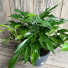 Rare Baltic Blue Pothos Epipremnum Pinnatum In 6 Inch