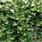 Large Confederate Jasmine Trachelospermum Jasminoides Star Jasmine In 10 Inch Inch Pot In A 30 Inch 