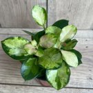 Hoya Australis Lisa In 4 Inch Pot