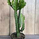 Euphorbia Lactea In 6 Inch Pot Cactus Succulent