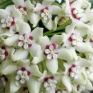Hoya Australis Lisa In 6 Inch Pot