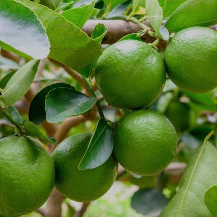 Key Lime Tree In Half Gallon Pot Grafted Florida Shipping Only