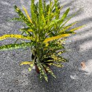 Croton Sunny Star In 4 Inch Pot House Plant Indoor Outdoor