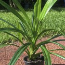 One Pandan Plant Pandanus Pandan In 4 Inch Pot