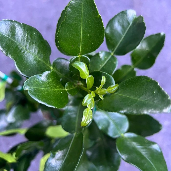 Kaffir Lime Tree Citrus Hystrix Makrut In 1/2 Gal Pot Kieffer Lime Jeruk Purut Grafted Florida Shipp
