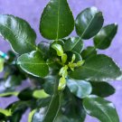Kaffir Lime Tree Citrus Hystrix Makrut In 1/2 Gal Pot Kieffer Lime Jeruk Purut Grafted Florida Shipp