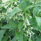 Cestrum Nocturnum Night Blooming Jasmine In 6 Inch Pot