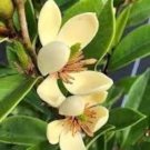 Magnolia Figo Michelia Figo Banana Shrub In 4 Inch Pot