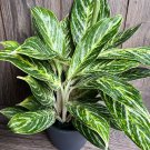 Aglaonema Golden Madonna In 6 Inch Pot