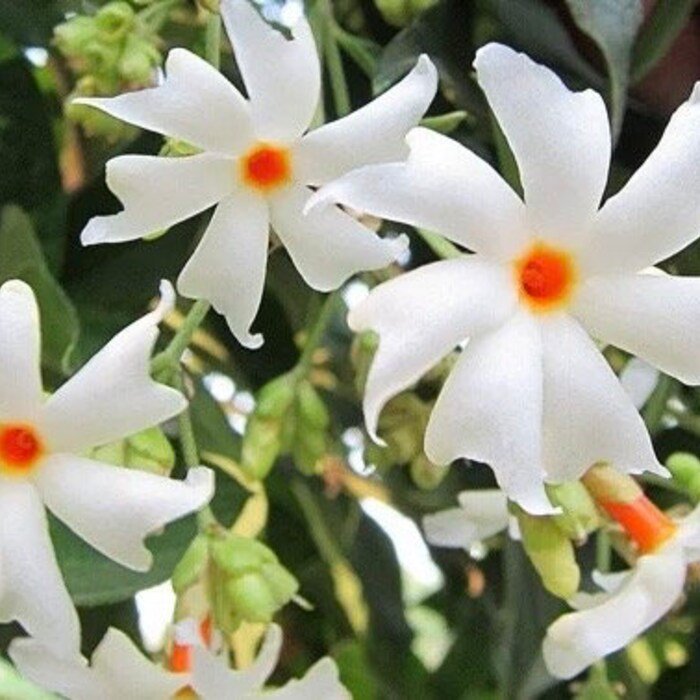 Nyctanthes Arbortristis In 4 Inch Pot
