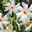 Nyctanthes Arbortristis In 4 Inch Pot