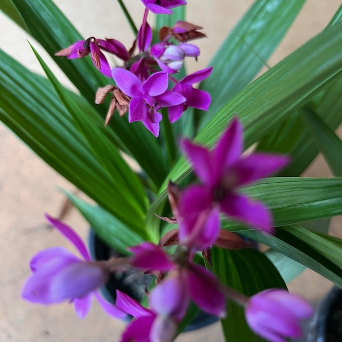 Purple Passion Ground Orchid Spathoglottis Plicata Live Plant 6 Inch Pot Indoor/Outdoor Air Purifier