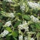 Aloysia Virgata Sweet Almond Bush In 6 Inch Pot