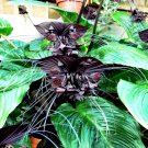 Tacca Chantrieri Bat Flower In 4 Inch Pot Black Bat Flower