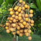 Kohala Longan In 4 Inch Pot