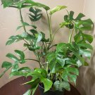 Rhaphidophora Tetrasperma Monstera Minima In 6 Inch Pot
