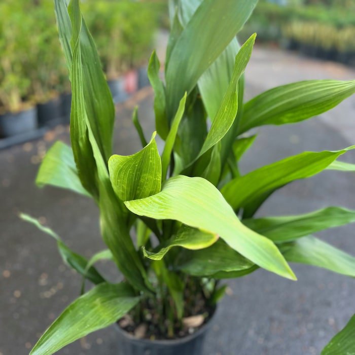 Large Cast Iron Plant Aspidistra Elatior 10 Inch Pot