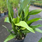 Large Cast Iron Plant Aspidistra Elatior 10 Inch Pot