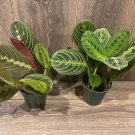 Red And Lemon Lime Maranta In 4 Inch Pot