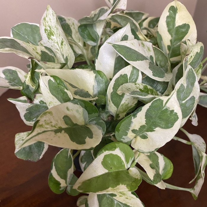 Njoy Pothos Epipremnum Aureum Devils Ivy In 6 Inch Pot Njoy