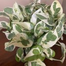 Njoy Pothos Epipremnum Aureum Devils Ivy In 6 Inch Pot Njoy