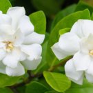 Gardenia In 4 Inch Pot