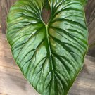 Philodendron Plowmanii In 4Inch Pot