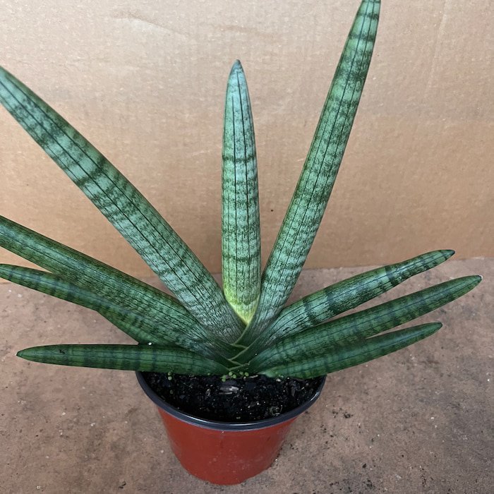 Sansevieria Starfish Boncel In 6 Inch Pot