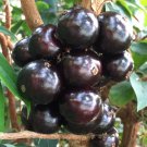Myrciaria Cauliflora Precoce Dwarf Jaboticaba Fruit Tree In 4 Inch Pot