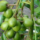 June Plum Dwarf Ambarella Fruits Jewel Plums In 3 Gallon Pot Kedondong No Ship To Hi