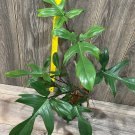 Philodendron Glad Hands Philodendron Florida Green Cuttings